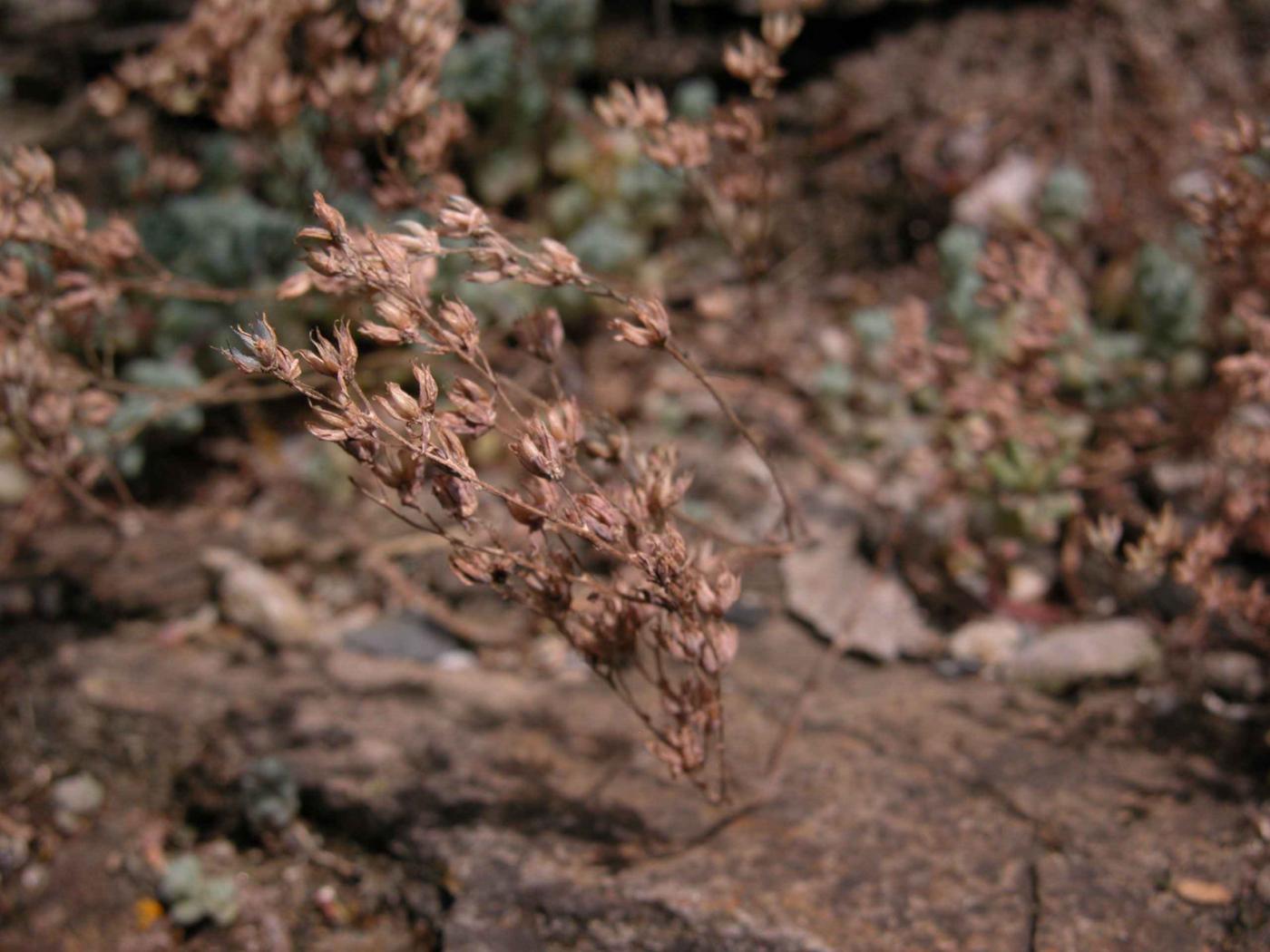 Stonecrop, Thick-leaved fruit